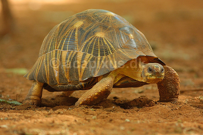 Str�leskildpadde (Radiated Tortoise); Testudo radiata; Berenty; Madagaskar; Afrika; krybdyr; 