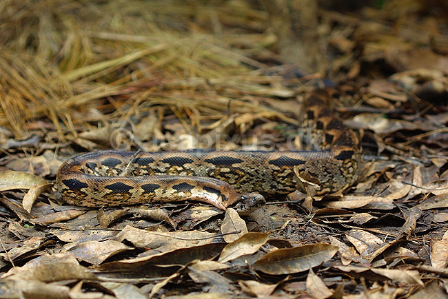 Madagaskar boa; Acrantophis madagascariensis; Marozevo; Madagaskar; Afrika; krybdyr; 