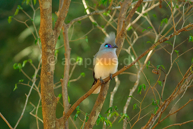 Toppet silkeg�g (Crested Coua); Coua cristata; Berenty; Madagaskar; Afrika; fugle; 