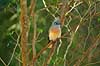 Crested Coua Coua cristata Berenty Madagascar Africa birds 