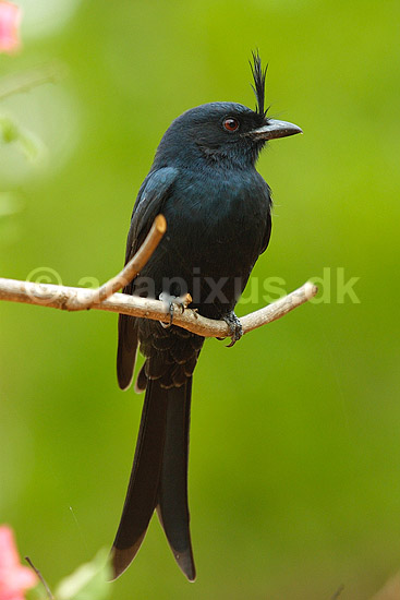 Crested drongo; Dicrurus fortificatus; Berenty; Madagaskar; Afrika; fugle; 