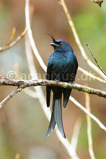 Crested drongo; Dicrurus fortificatus; P�rinet NP (Parc National d Andasibe-Mantadia NP); Madagaskar; Afrika; fugle; 