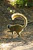 Red-fronted brown lemur (Rufous brown lemur) Eulemur fulvus rufus Berenty Madagascar Africa mammals 