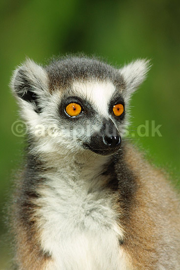 Katta, kattemaki, halemaki; Lemur catta; Berenty; Madagaskar; Afrika; pattedyr; 