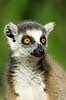 Ring tailed lemur Lemur catta Berenty Madagascar Africa mammals 