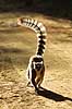 Ring tailed lemur Lemur catta Berenty Madagascar Africa mammals 
