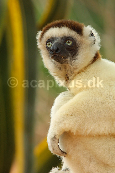 Verreauxs sifaka; Propithecus verreauxi; Berenty; Madagaskar; Afrika; pattedyr; verreaux's sifaka
