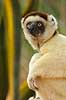 Verreauxs sifaka Propithecus verreauxi Berenty Madagascar Africa mammals Verreaux's sifaka