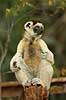 Verreauxs sifaka Propithecus verreauxi Berenty Madagascar Africa mammals Verreaux's sifaka