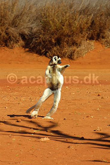 Verreauxs sifaka; Propithecus verreauxi; Berenty; Madagaskar; Afrika; pattedyr; verreaux's sifaka