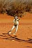 Verreauxs sifaka Propithecus verreauxi Berenty Madagascar Africa mammals Verreaux's sifaka