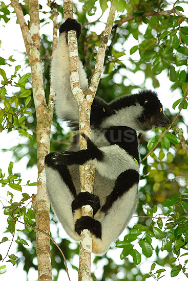 Indri; Indri indri; P�rinet NP (Parc National d Andasibe-Mantadia NP); Madagaskar; Afrika; pattedyr; 