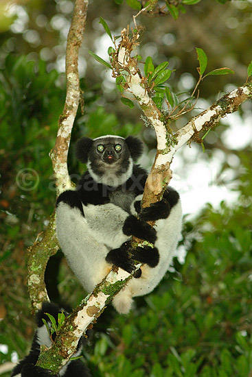 Indri; Indri indri; P�rinet NP (Parc National d Andasibe-Mantadia NP); Madagaskar; Afrika; pattedyr; 