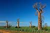 Baobabs in sisal plantation near the Berenty Reserve Adansonia Berenty Madagascar Africa plants 
