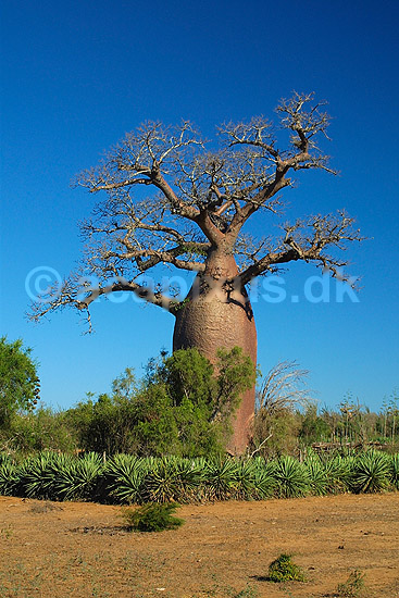 Et helligt baobabtr� omkranset af sisal n�r Berenty reservatet; Adansonia; Berenty; Madagaskar; Afrika; planter; 