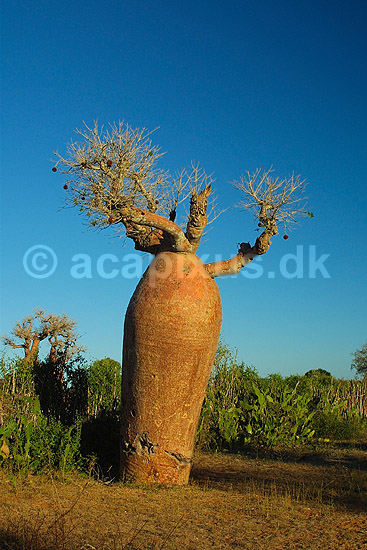 Baobabtr�; Adansonia; Ifaty; Madagaskar; Afrika; planter; 
