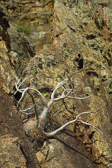 Elefantfod (Elephant foot); Pachypodium rosulatum; Isalo National Park; Madagaskar; Afrika; planter; 