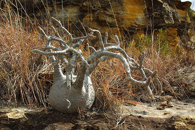 Elefantfod (Elephant foot); Pachypodium rosulatum; Isalo National Park; Madagaskar; Afrika; planter; 