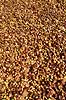 Coffee beans being dried in the sun   Madagascar Africa  