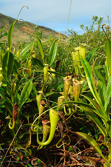 Madagaskar Kandeb�rer (Pitcher plant); Nepenthes madagascariensis; Near Toalagnaro; Madagaskar; Afrika; planter; 