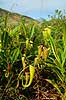 Pitcher plant Nepenthes madagascariensis Near Toalagnaro Madagascar Africa plants 