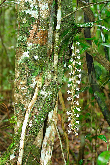 Orkide; ; P�rinet NP (Parc National d Andasibe-Mantadia NP); Madagaskar; Afrika; planter; 