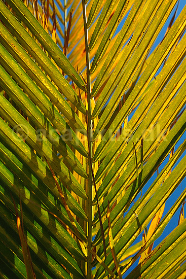 Detalje af palmeblad; ; Ifaty; Madagaskar; Afrika; planter; 