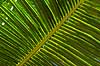 Detail of palm leaf  Ifaty Madagascar Africa plants 