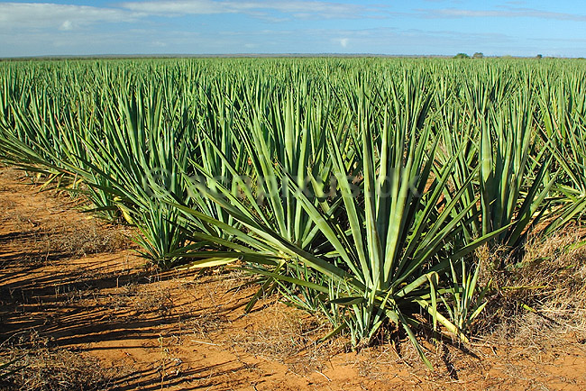 Sisalplantage n�r Berenty reservatet; ; Berenty; Madagaskar; Afrika; planter; 
