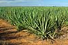 Sisal on plantation near  Berenty Madagascar Africa plants 
