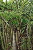 Madagascars Spiny Forrest  Berenty Madagascar Africa plants 