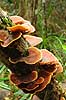 Fungus in the rainforrest  P�rinet NP (Parc National d Andasibe-Mantadia NP) Madagascar Africa fungi 