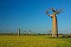 Baobabs near the Avenue de Baobab Adansonia Morondava Madagascar Africa plants 