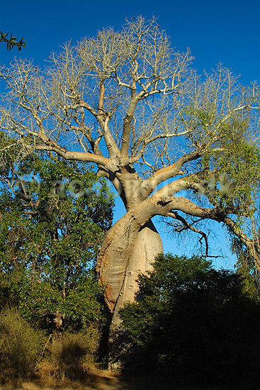 Baobab Amoureuse n�r Avenue de Baobab; Adansonia; Morondava; Madagaskar; Afrika; planter; 