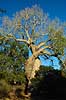 Baobab Amoureuse near the Avenue de Baobab Adansonia Morondava Madagascar Africa plants 