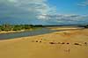 A herd of zebu being herded across a river bed   Madagascar Africa  
