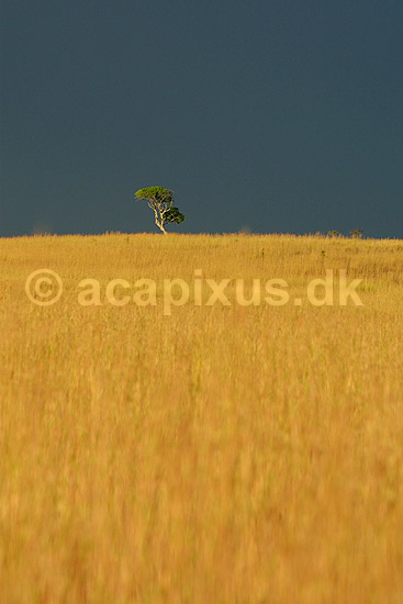 Ensomt tr� p� gr�ssteppe ved Isalo National Park; ; Isalo National Park; Madagaskar; Afrika; ; 