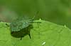 Gr�n bredt�ge, nymfe Palomena prasina, Heteroptere B�llemosen / J�gersborg Hegn / Sj�lland Danmark  insekter 