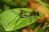 Blodr�d libel. Parring Sympetrum sanguineum, Libellulidae B�llemosen / J�gersborg Hegn / Sj�lland Danmark  insekter 