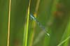 Vandnymfe Coenagrion puella, Coenagrionidae B�llemosen / J�gersborg Hegn / Sj�lland Danmark  insekter 