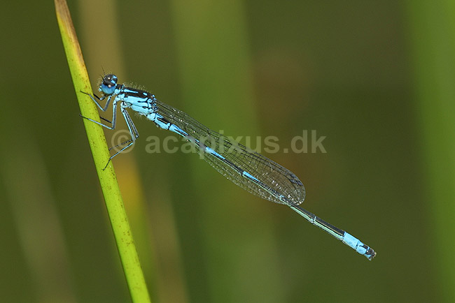 Vandnymfe; Coenagrion puella, Coenagrionidae; B�llemosen / J�gersborg Hegn / Sj�lland; Danmark; ; insekter; 