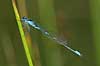 Vandnymfe Coenagrion puella, Coenagrionidae B�llemosen / J�gersborg Hegn / Sj�lland Danmark  insekter 