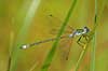 Kobberglinsende vandnymfe Lestes sponsa, Zygoptera B�llemosen / J�gersborg Hegn / Sj�lland Danmark  insekter 