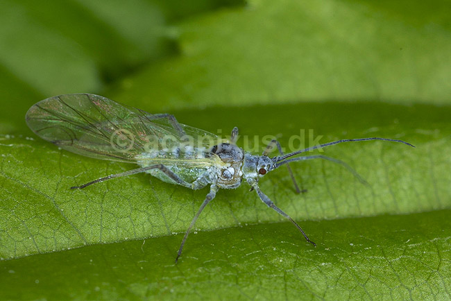 K�lbladlus; Brevicoryne brassicae, Aphidoidea; ; Danmark; ; insekter; 