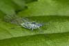 K�lbladlus Brevicoryne brassicae, Aphidoidea  Danmark  insekter 