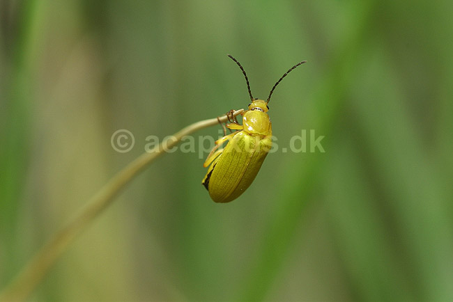 Gul bl�dvinge; Cantharis rustica, Cantharidae; F�rup / Nordjylland; Danmark; ; insekter; 