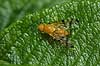 B�ndflue Tephritidae F�rup / Nordjylland Danmark  insekter 