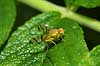 B�ndflue Tephritidae F�rup / Nordjylland Danmark  insekter 