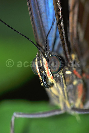 Stor Kejsermorfo portr�t; Morpho peleides; Tropehuset / Zoologisk Have / K�benhavn; ; ; insekter; 