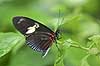 Butterfly Heliconius spec. Tropehuset / Zoological garden / Copenhagen   insects 